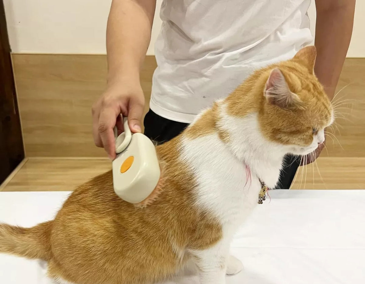 Persona cepillando a un gato con el cepillo con rocío